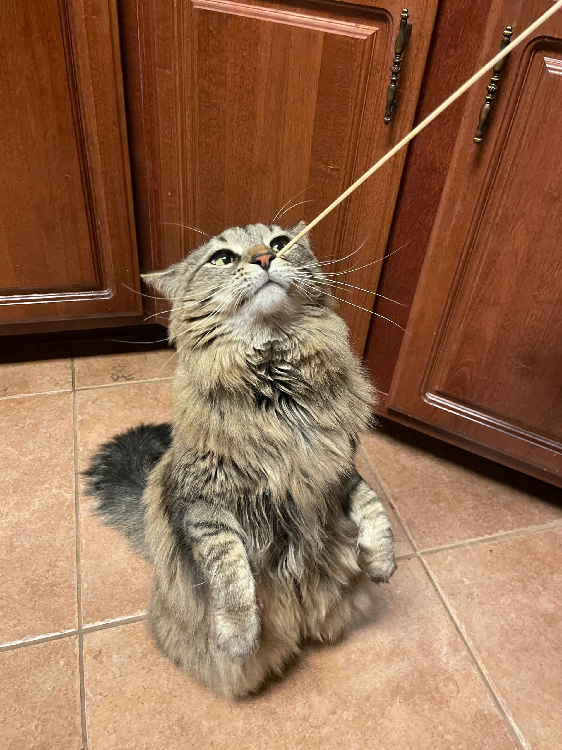 Suki Scratch