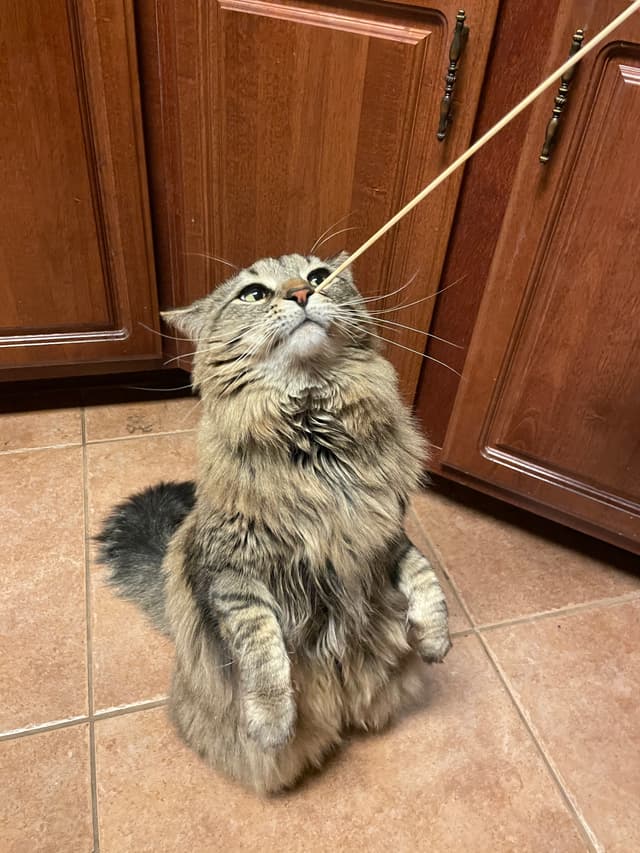 Suki Scratch