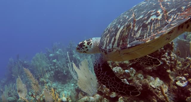 Sea Turtle
