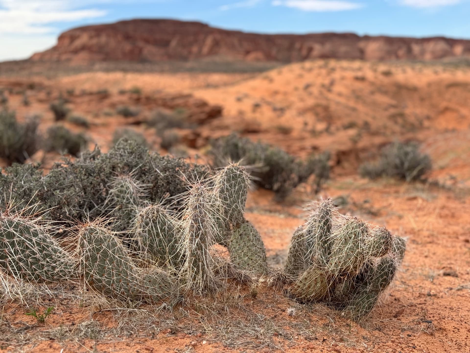 Desert Cacti