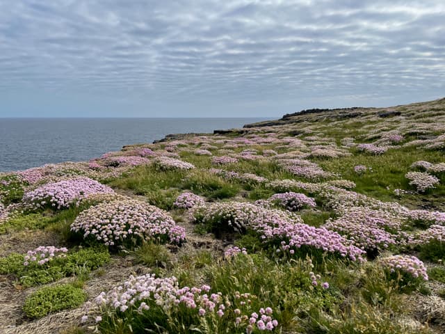 Cliffside Meadow