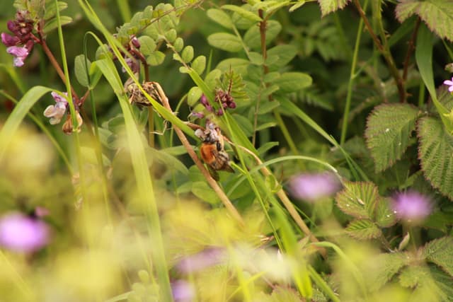 Pollinating