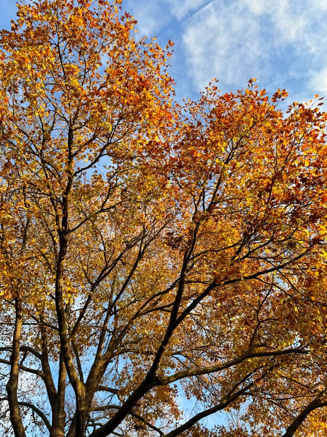 Bretton Fall