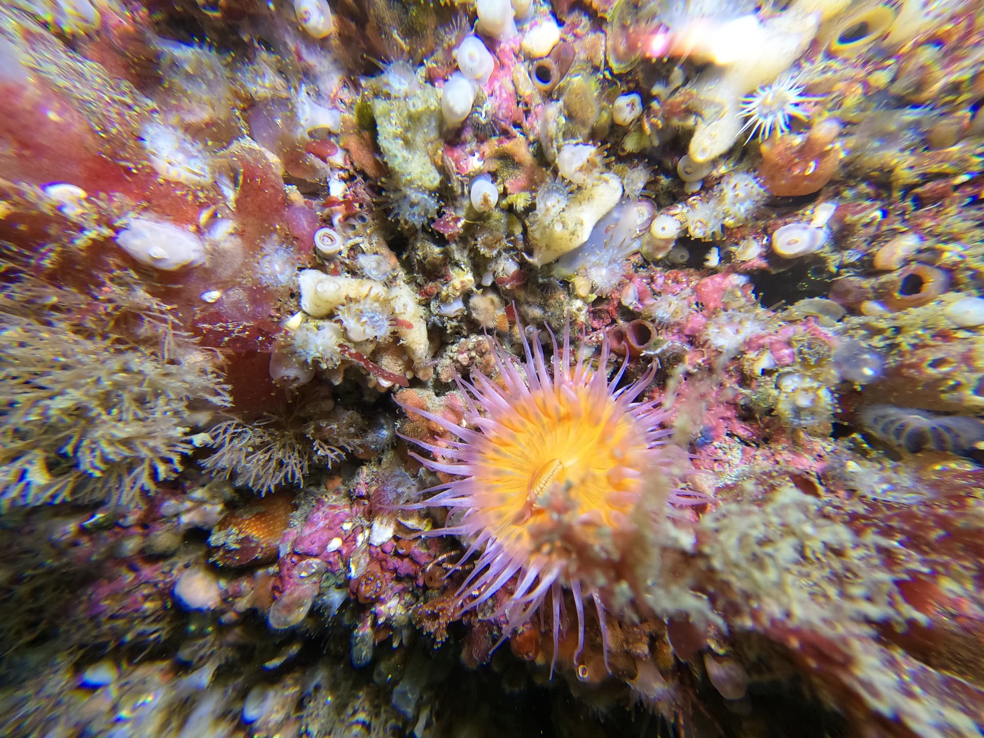 Anemone