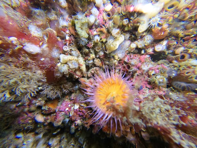 Anemone