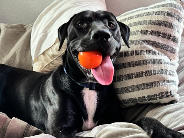 A Dog and His Ball