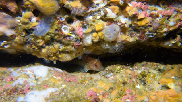 Goby