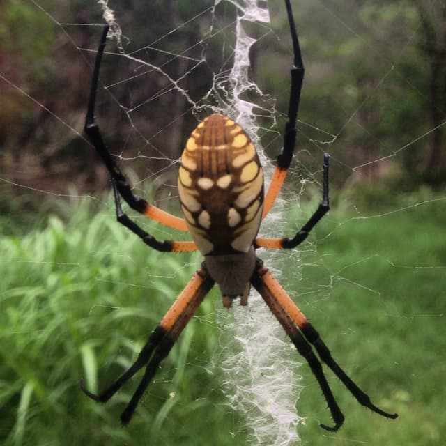 Banana Spider