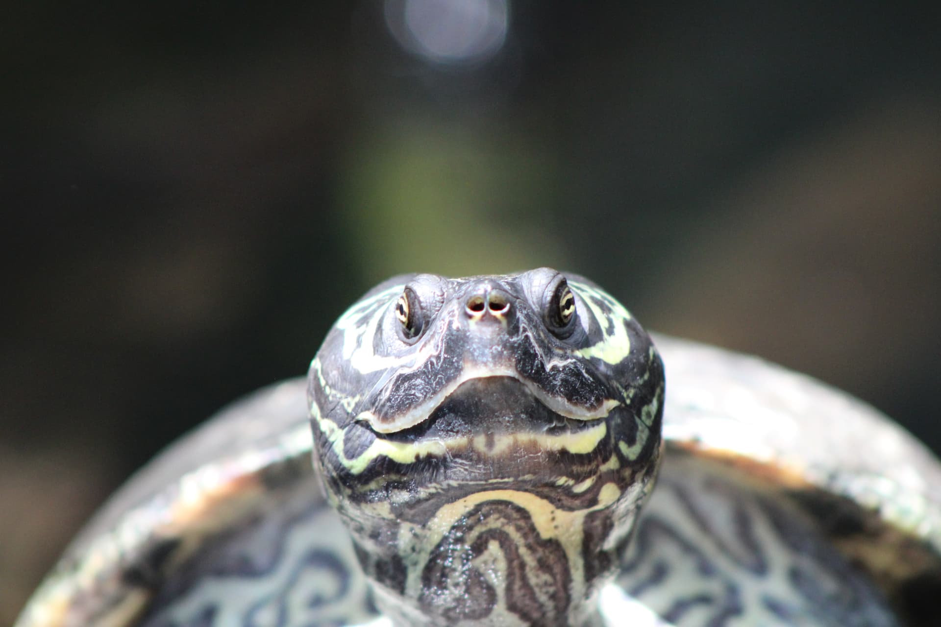Turt