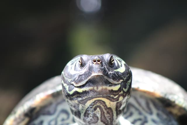 Turt
