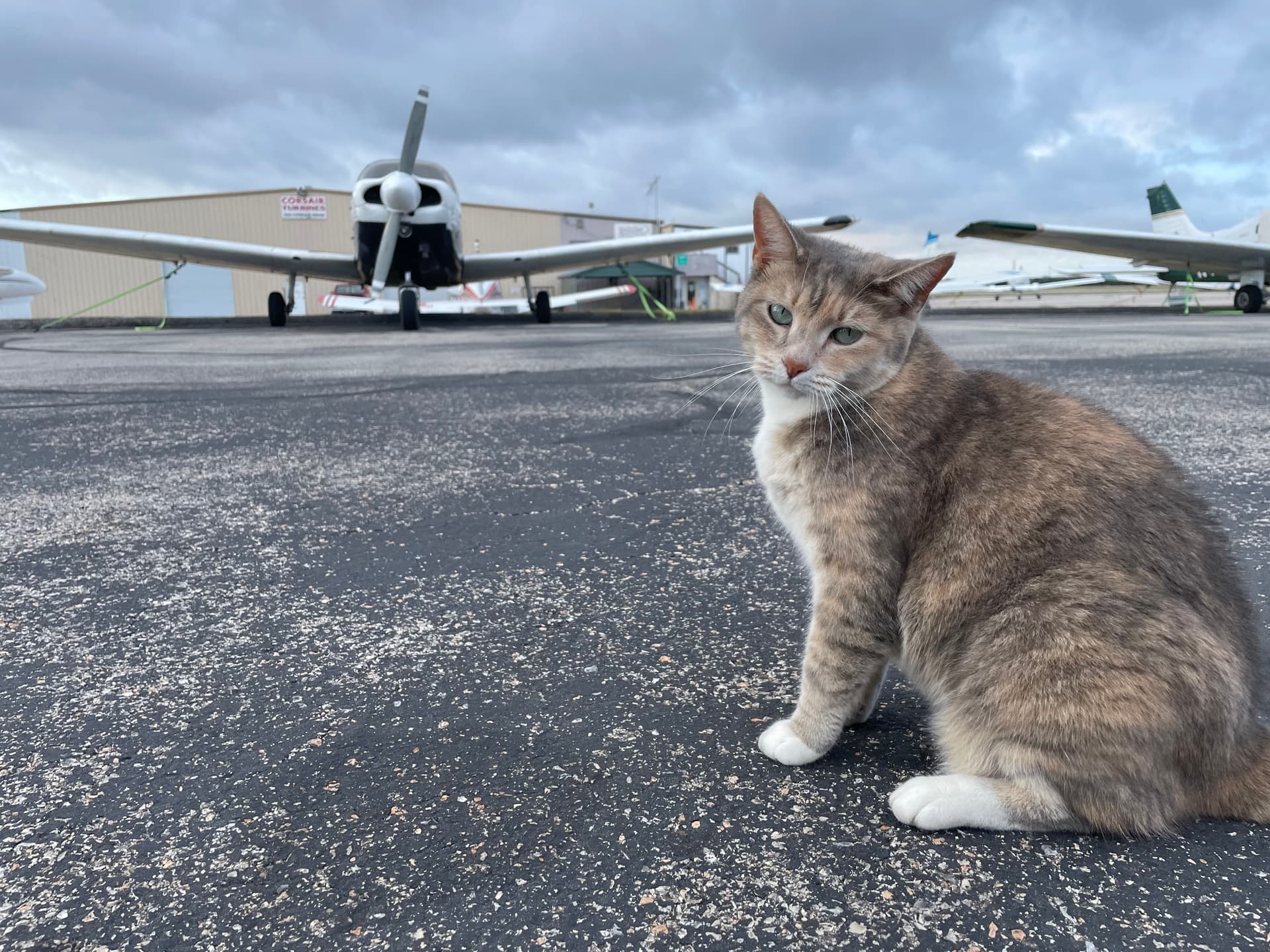 Plane & Cat
