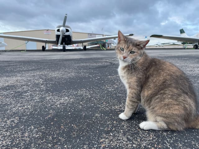 Plane & Cat