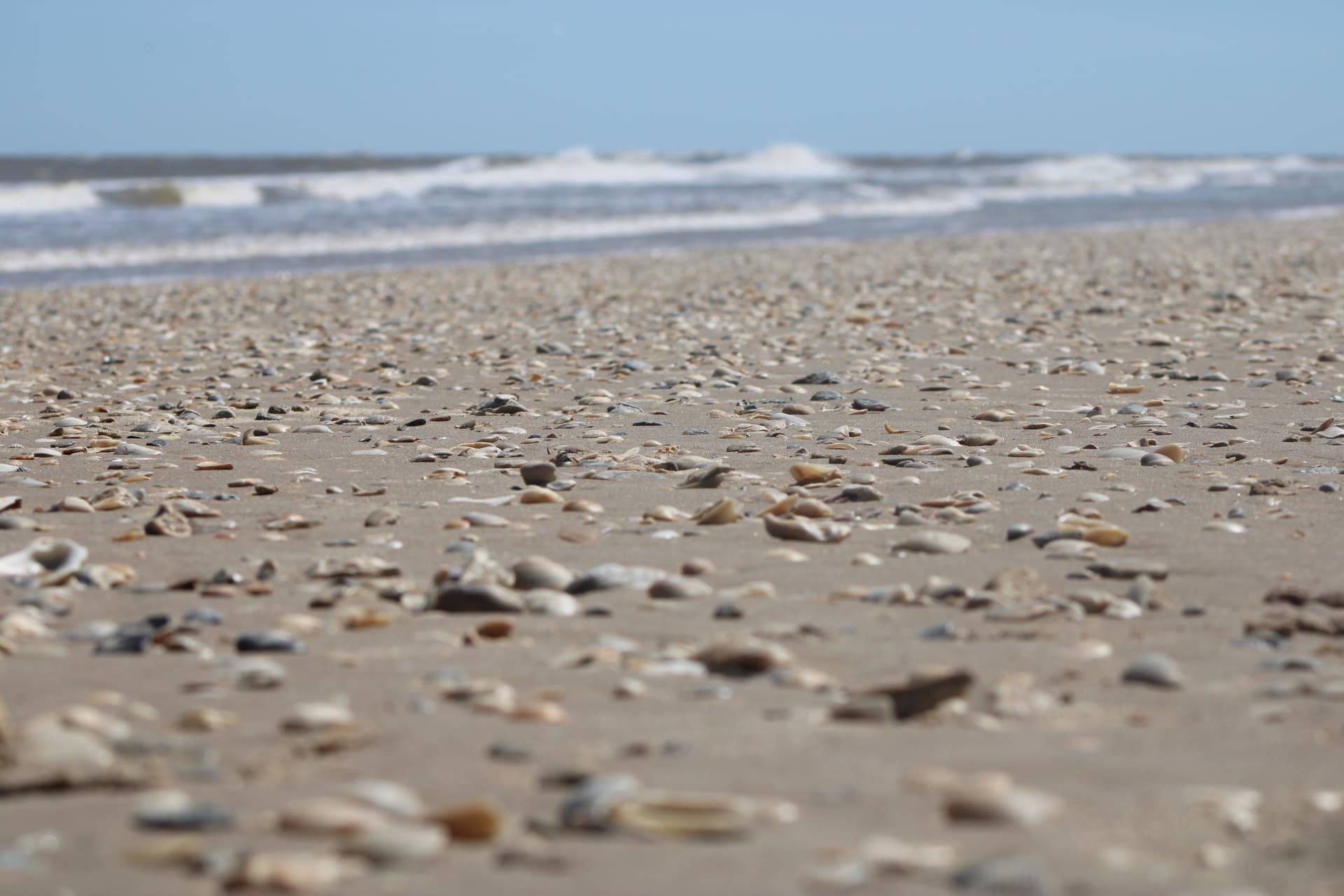 Matagorda Shells