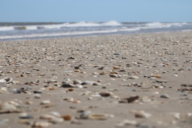 Matagorda Shells