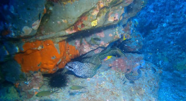 Moray