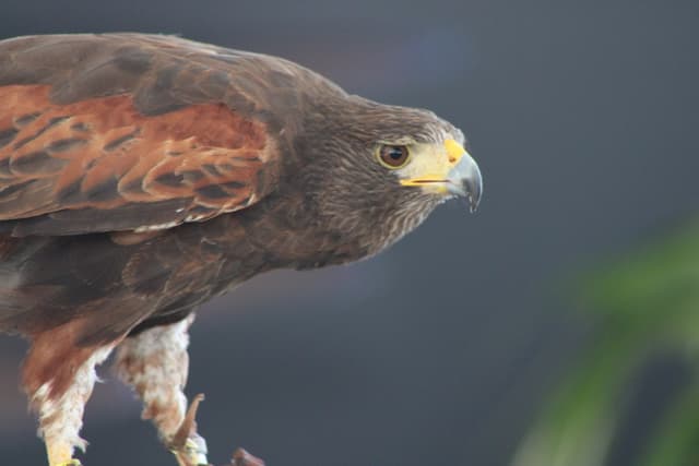 Florida Bird