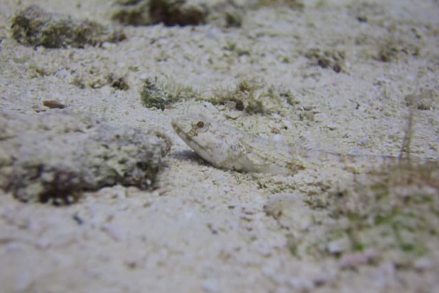 Buried Goby
