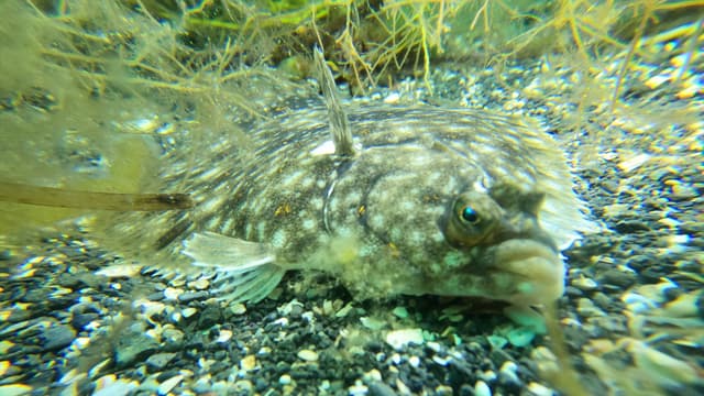 Flounder