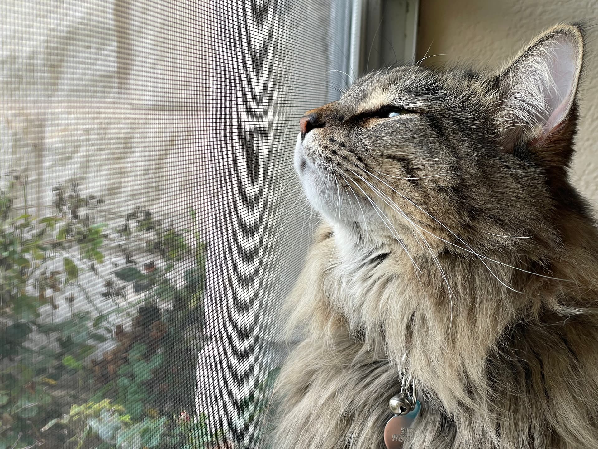 Suki