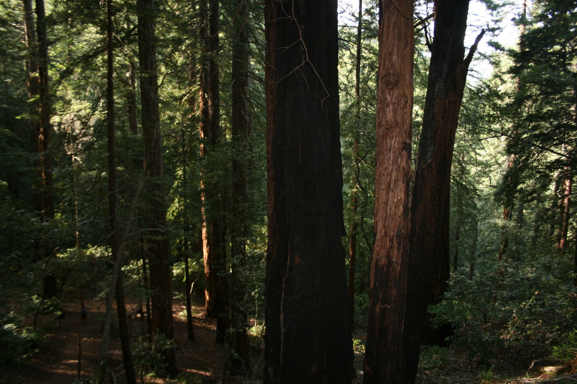 Wood
