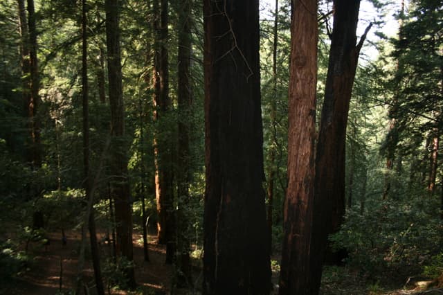 Wood