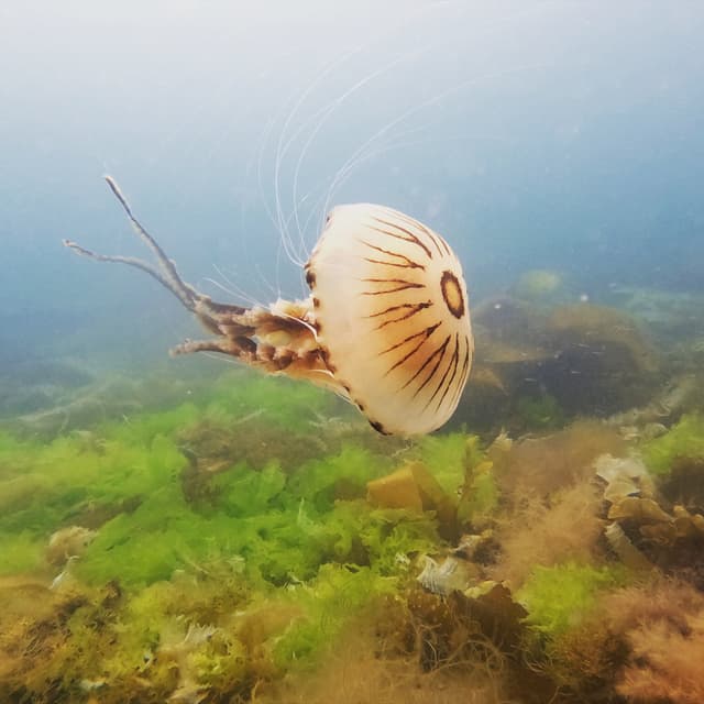 Jellyfish Jam