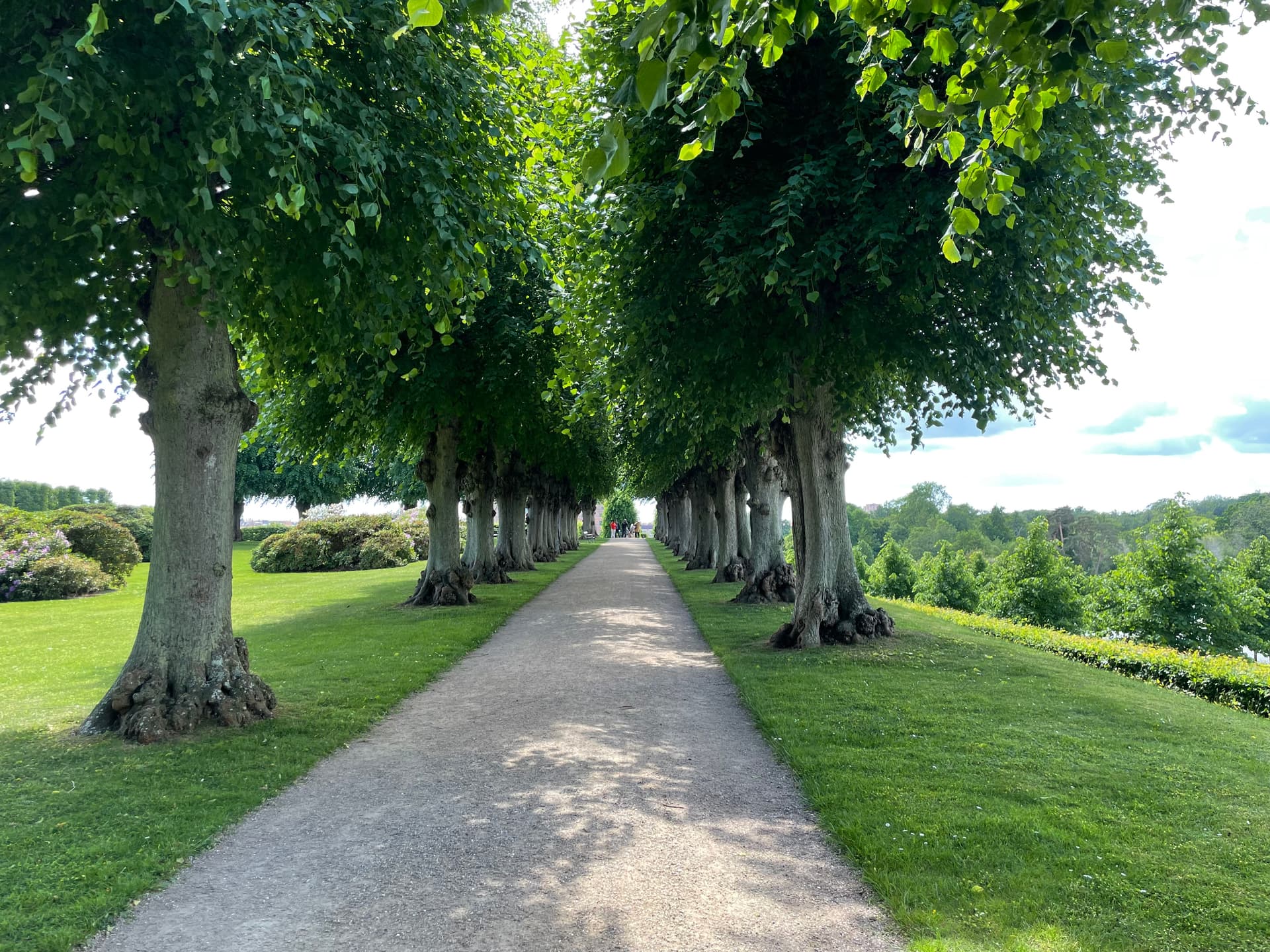 Square Trees