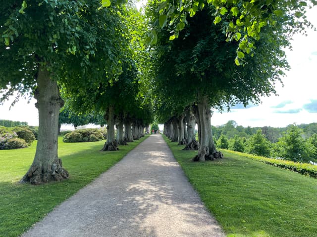 Square Trees