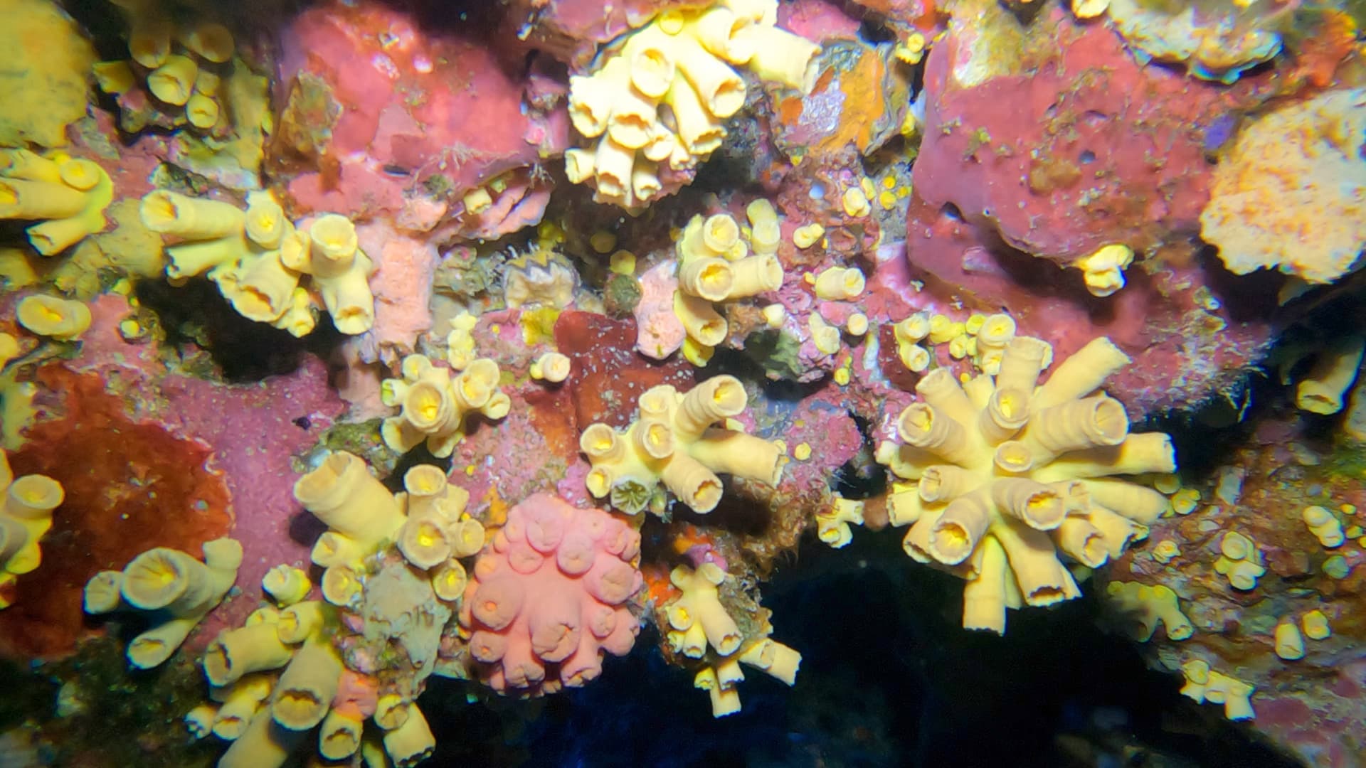 Sponge
