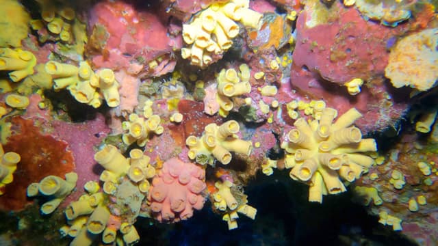Sponge