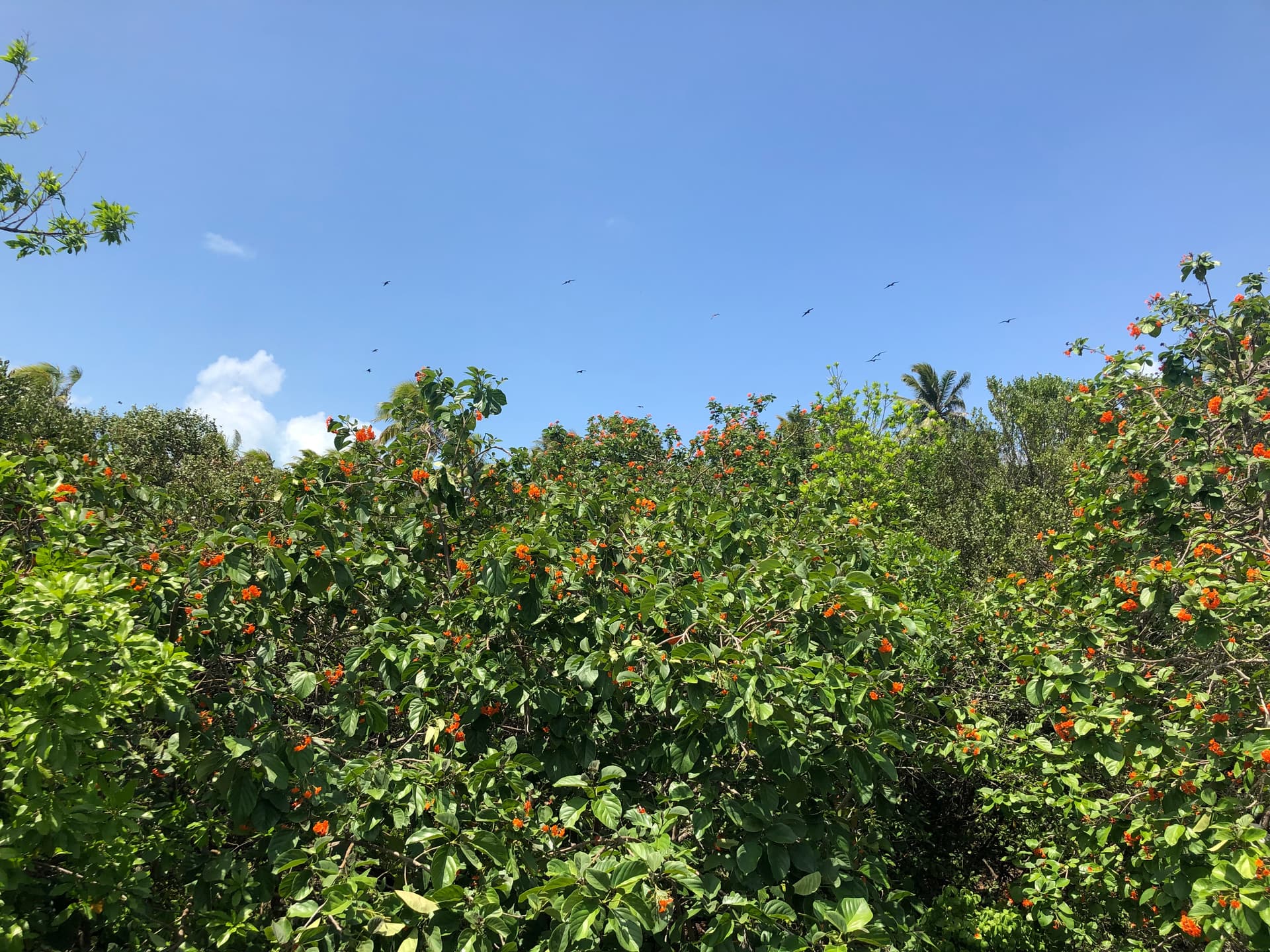 Canopy