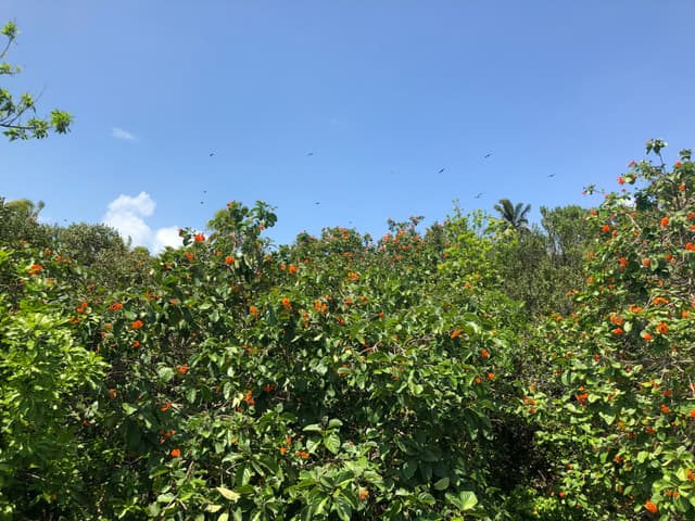 Canopy