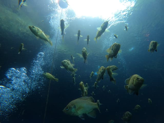 Florida School