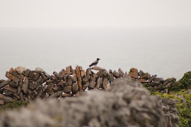 Bird on Rock Wall