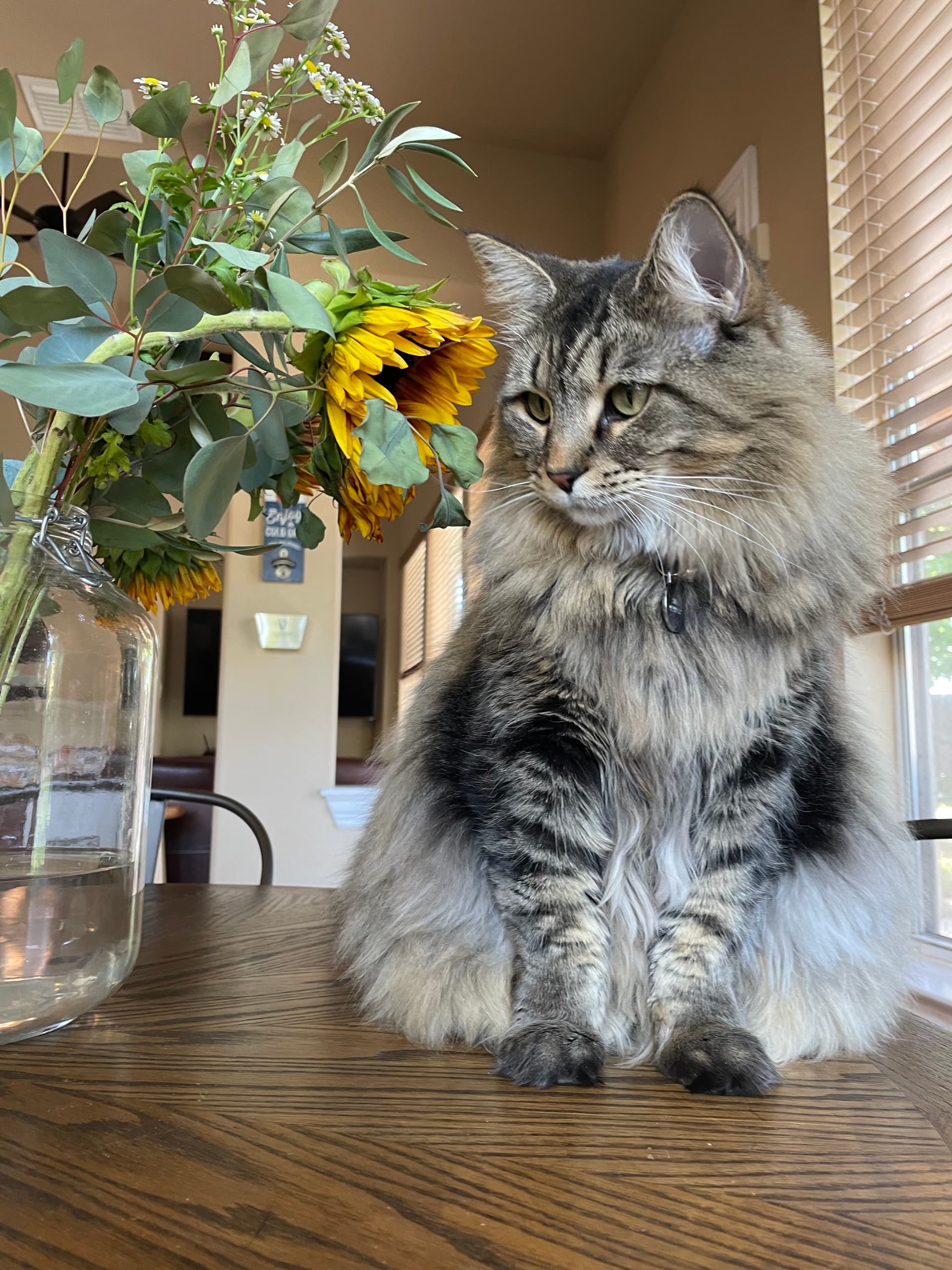 Pretty Cat