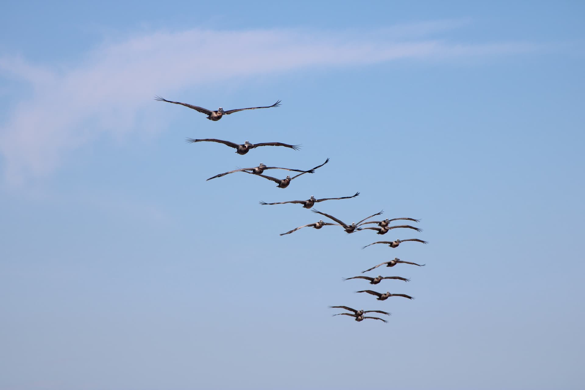 Flocking Seabirds