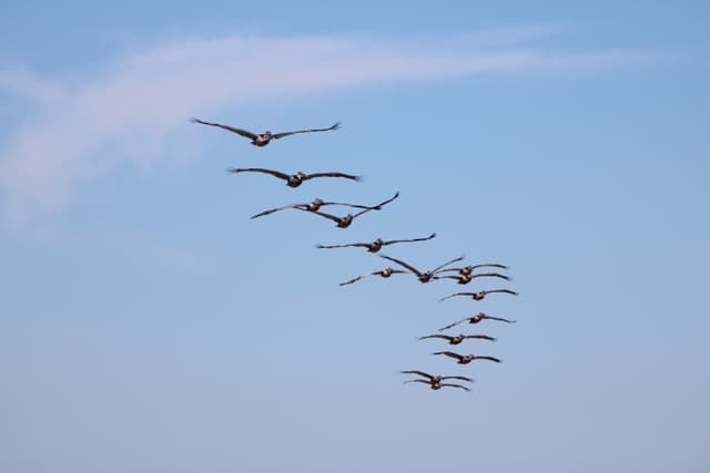 Flocking Seabirds