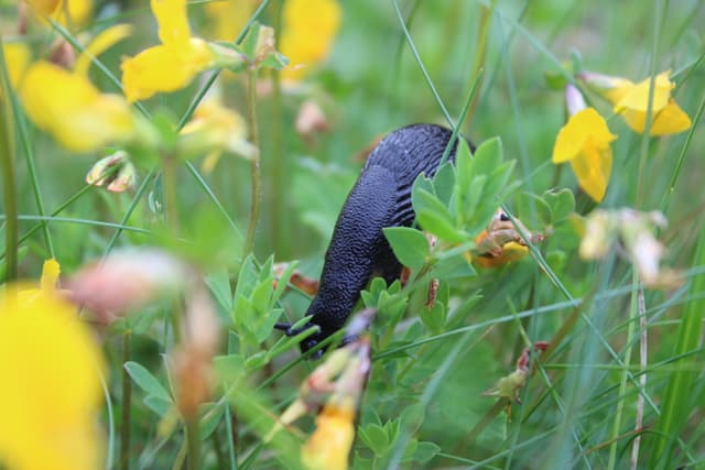 Slug