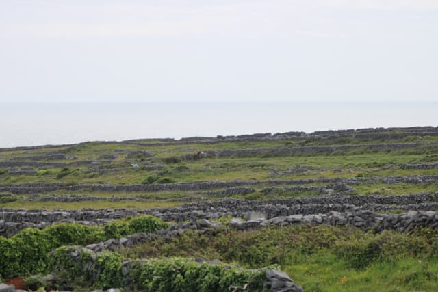 Island Horses