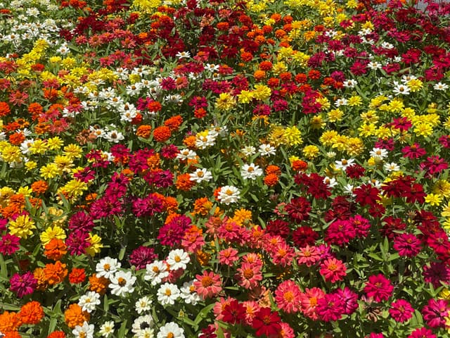 Flower Memorial