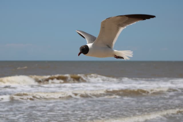 Texas Seabird