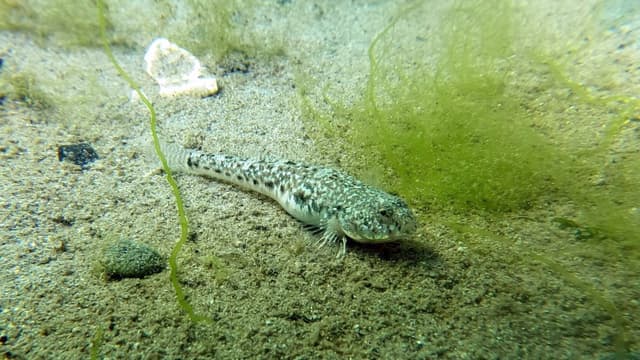 Kilronan Harbor Floor Fish