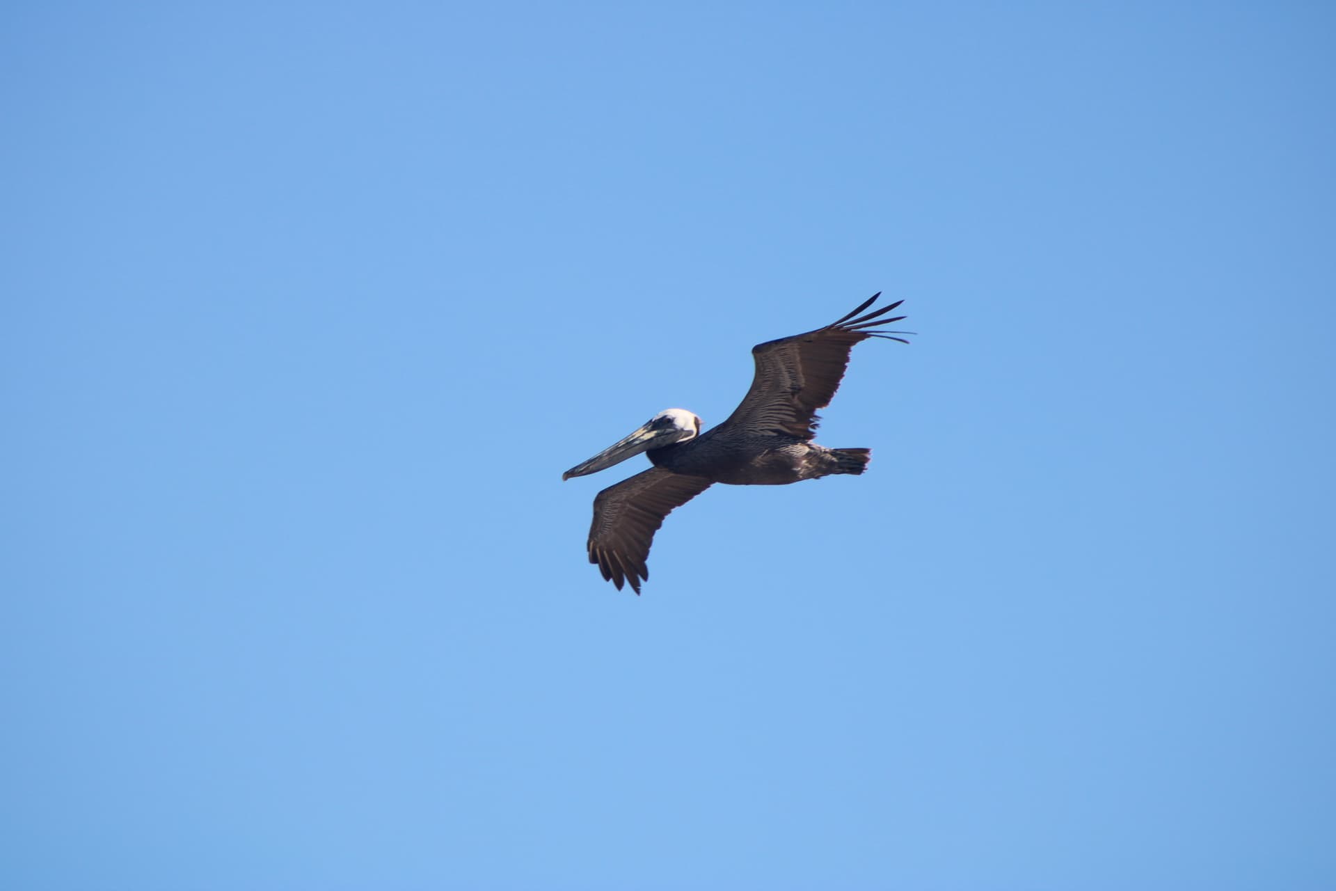 In Flight