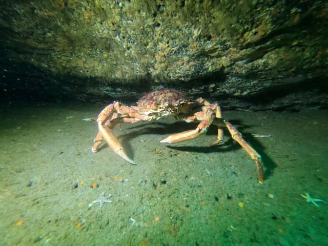 Crab