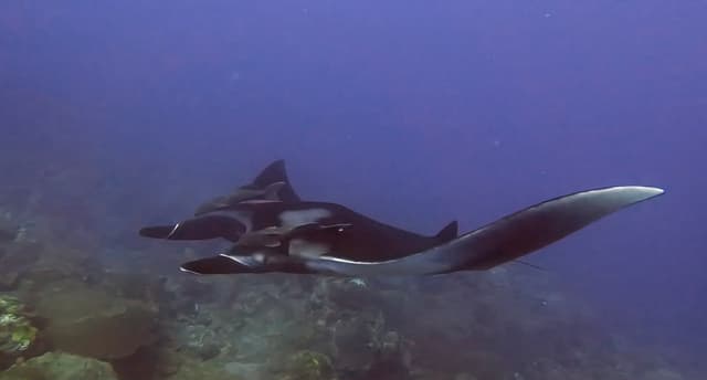 Manta Ray