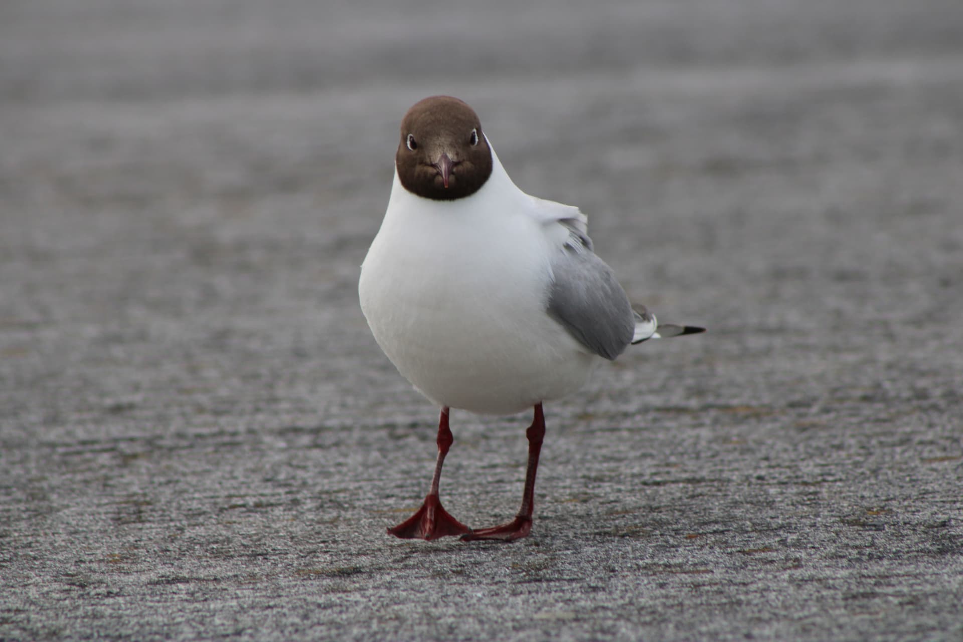 Seabird
