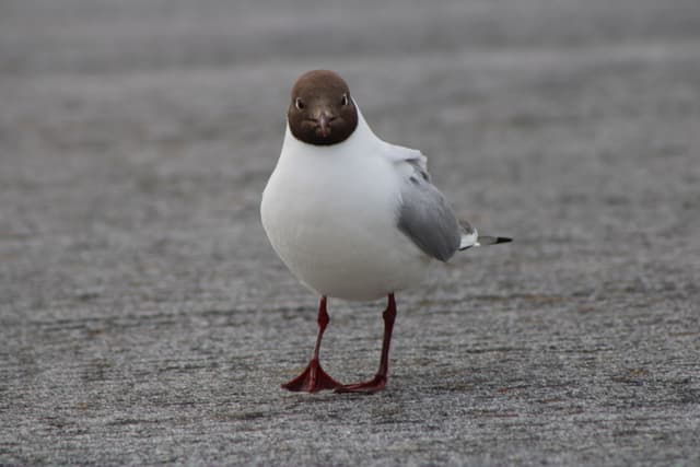 Seabird