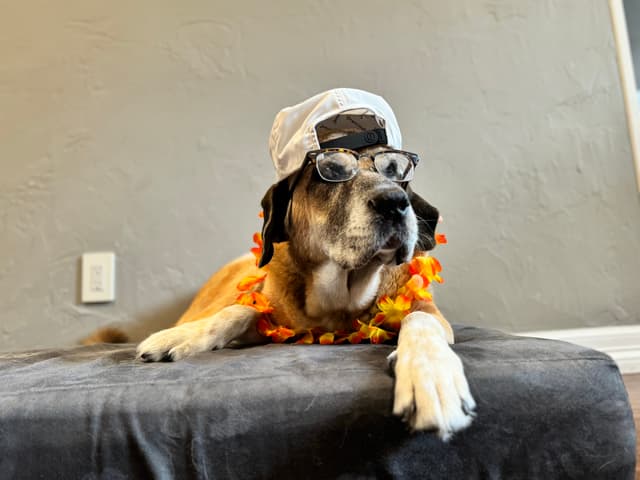 Max Drip