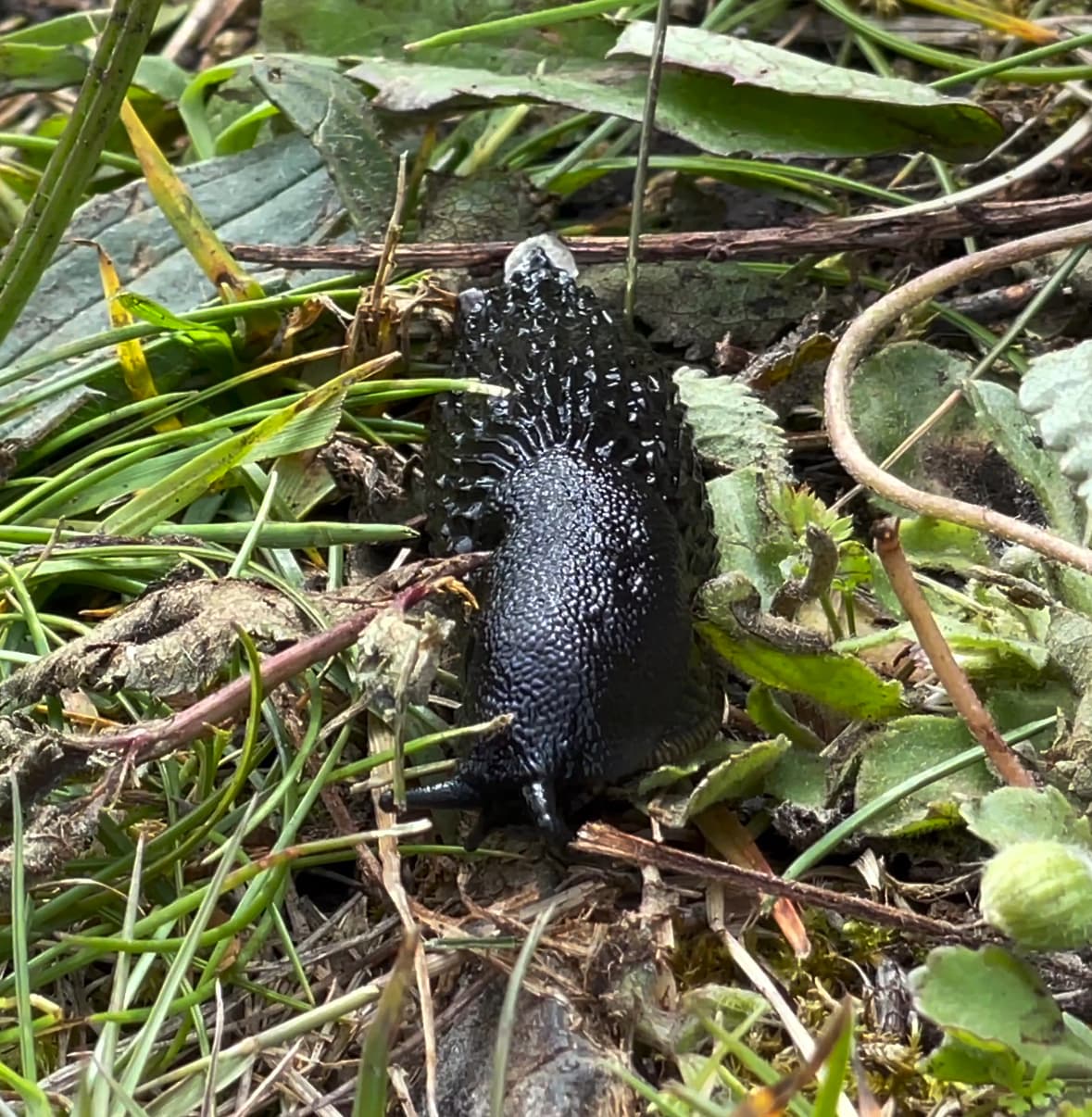 Mr. Slug