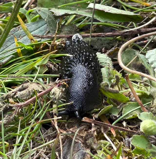 Mr. Slug